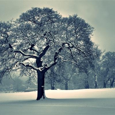 998娱乐彩票安卓APP手机app下载